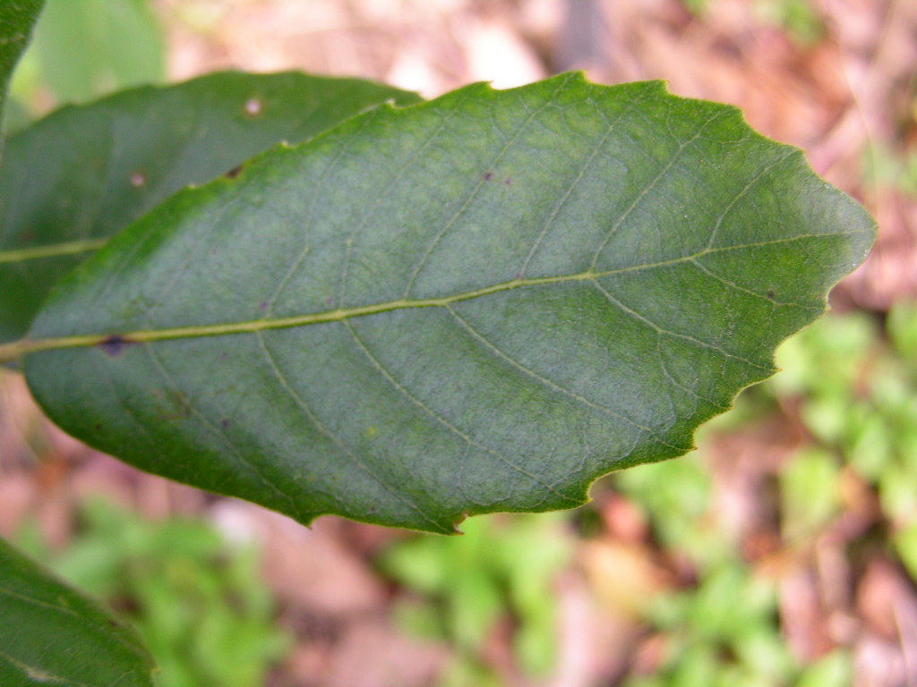 Quercus ilex